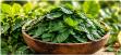 Moringa Leaf: The Miracle Tree for Modern Wellness