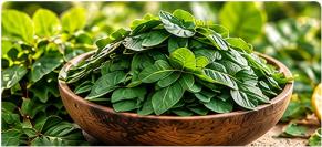 Moringa Leaf: The Miracle Tree for Modern Wellness